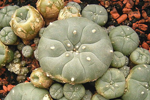 mescaline
