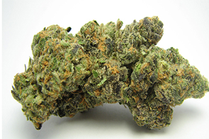 indica