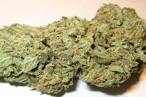kush