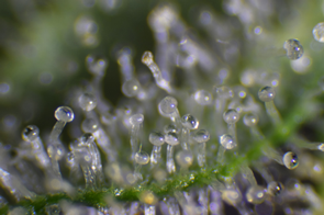 stoned